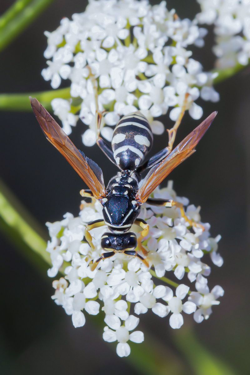 Vespidae: maschio di Polistes semenowi